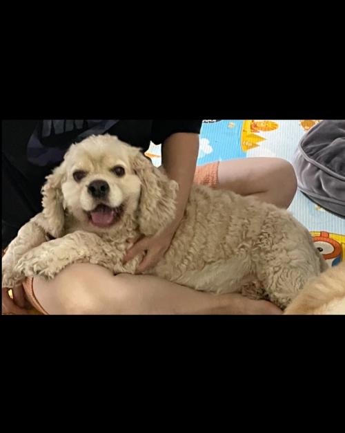 강아지를 보호중입니다