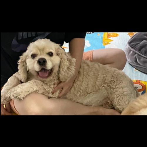 강아지를 보호중입니다