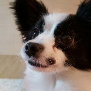 빠삐용 우리집식구를 찾습니다.