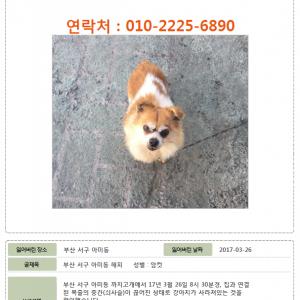 [부산/서구/아미동] 해피를 찾습니다.