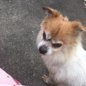 [부산/서구/아미동] 해피를 찾습니다.