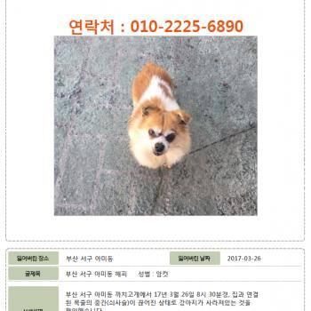[부산/서구/아미동] 해피를 찾습니다.