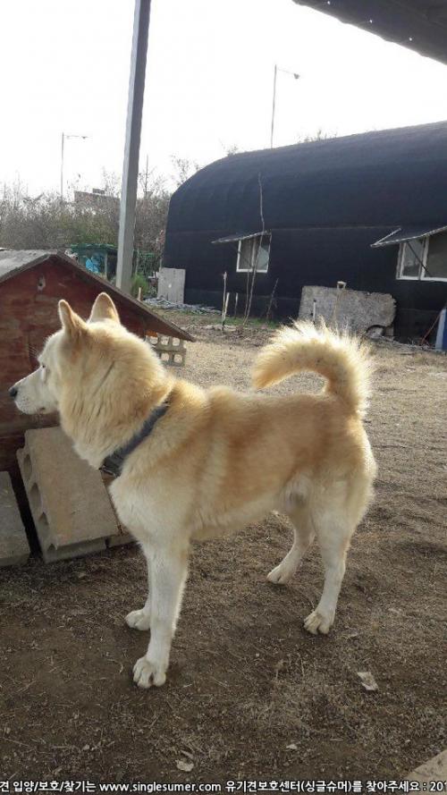 행주외동(행신동)에서 떠돌던 진돗개 혹은 믹스견  임시보호 중