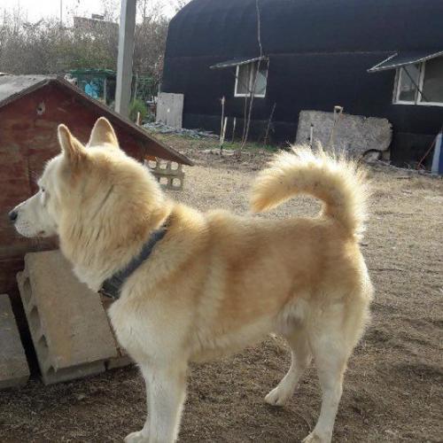 행주외동(행신동)에서 떠돌던 진돗개 혹은 믹스견  임시보호 중