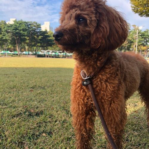 10개울된 푸들분양해요,