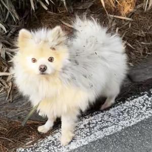 강아지 주인을 찾습니다!