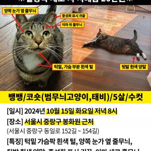 서울시 중랑구 묵1동 고양이를 찾습니다.