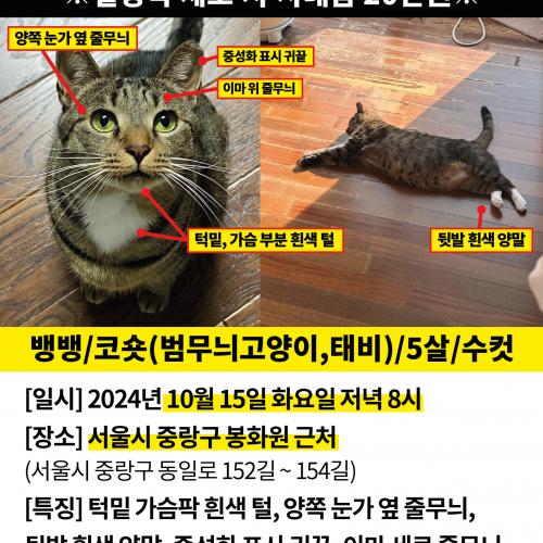 서울시 중랑구 묵1동 고양이를 찾습니다.