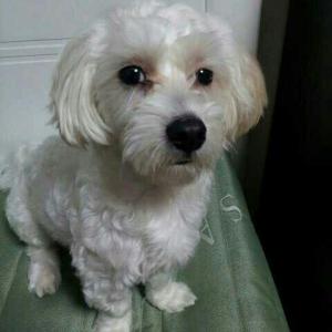 (평택)충북면 후사리에서 애완견을 잃어버렸어요