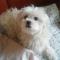 말티즈 수컷찾습니다