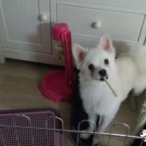 강아지를 찾아요~~