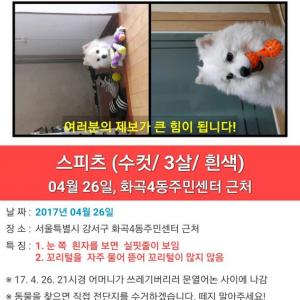 잃어버린 반려견 찾습니다(스피츠 3년, 흰색, 중성화X)