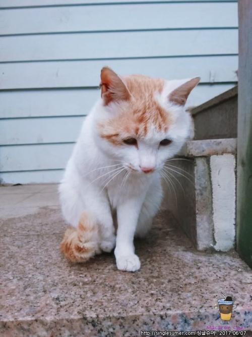 고양이 보호하고있습니다