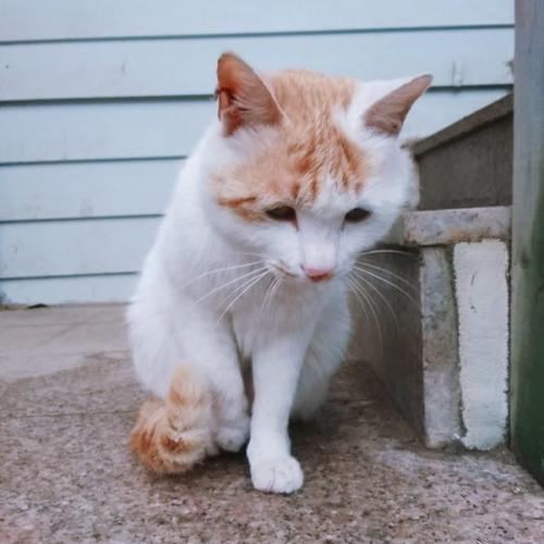 고양이 보호하고있습니다