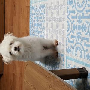 우리 강아지좀 찾아주세요....!