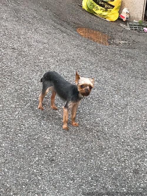 요크셔테리어-수컷 2~3세: 경기도 광주시 오포읍 능평리 (보호중)