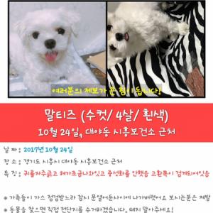 4살된 남아 말티즈 찾습니다