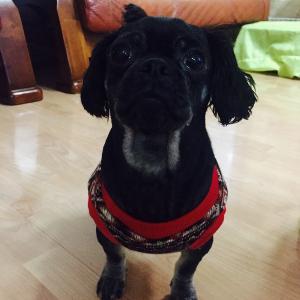 유기견 보호중입니다