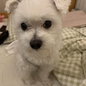 흰색 믹스견 강아지를 찾습니다