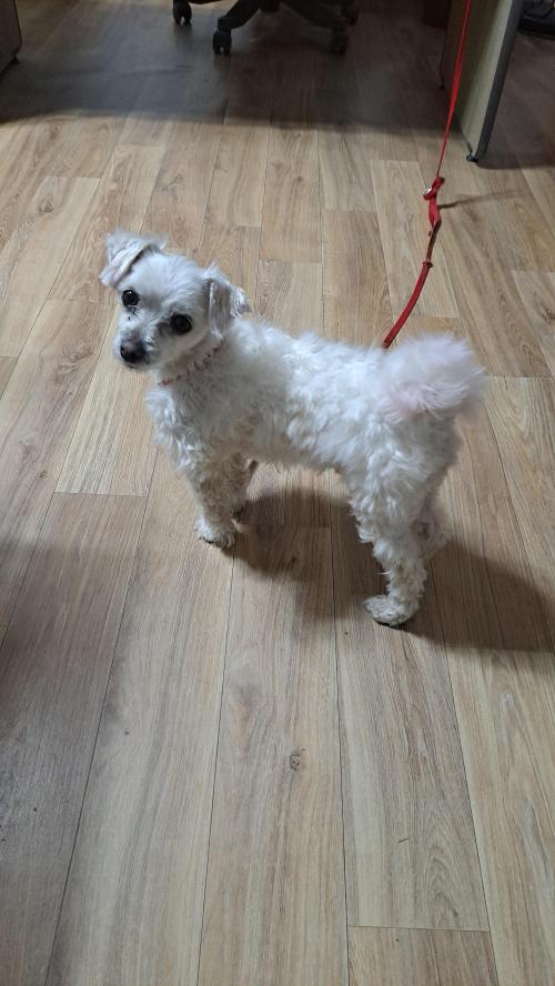 흰색 말티즈 유기견 보호중입니다.