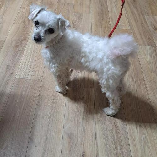 흰색 말티즈 유기견 보호중입니다.