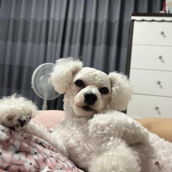 저희 강아지 좀 제발 찾아주세요..