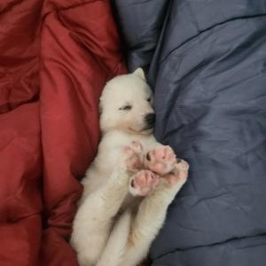 양산 장기터2길 공장근처 강아지찾아요