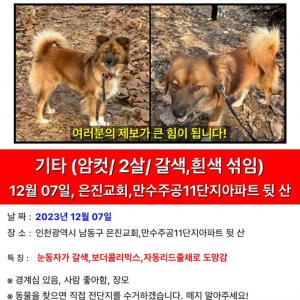 믹스견 복실이를 찾아주세요