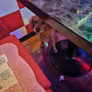 금천구 독산3동 남문시장 인근 13살 푸들 찾습니다