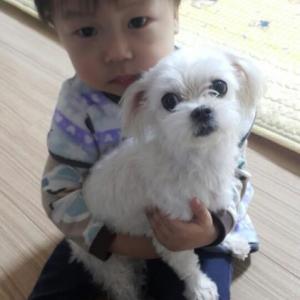 강아지찾습니다 사례하겠습니다