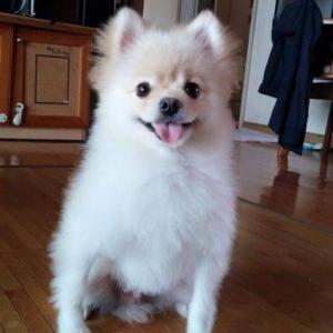 라봉이를 찾습니다 ㅠㅠ