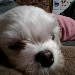 말티즈 여아 찾습니다