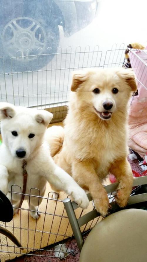 믹스견 남아 (황갈색털)찾아요