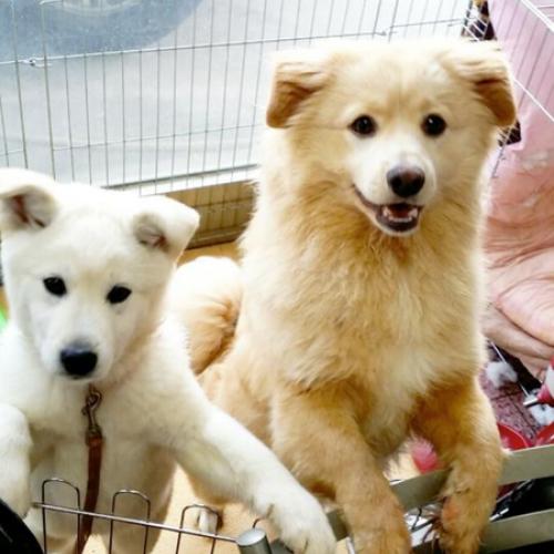 믹스견 남아 (황갈색털)찾아요