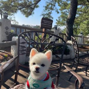 강아지를 찾습니다