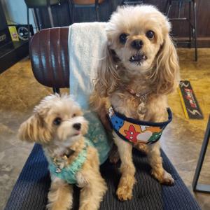 서귀포 동홍동 말티푸 찾습니다.