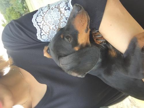 강서구 염창동 이마트 강서고등학교부근 닥스훈트 여아 잃어버리신분