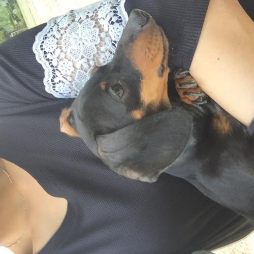 강서구 염창동 이마트 강서고등학교부근 닥스훈트 여아 잃어버리신분