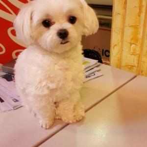 말티즈 남아 3살 찐이를 찾습니다.