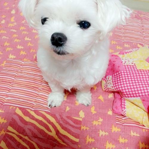 (구미)칠곡 석적 흰색 말티즈(암컷)주인찾아요.