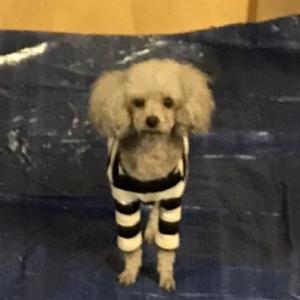 실버토이푸들12세여아찾습니다