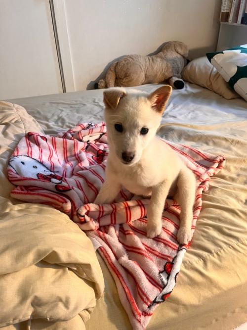 [한번도 안짖은! 3개월 아기 진돗개] (사진 봐주세요! 왕귀여움) 착하고 활발한 콩떡이 임보/평생 가족 구해요