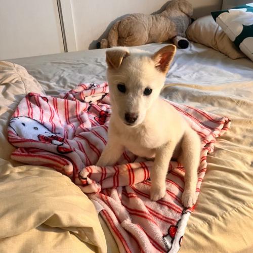 [한번도 안짖은! 3개월 아기 진돗개] (사진 봐주세요! 왕귀여움) 착하고 활발한 콩떡이 임보/평생 가족 구해요