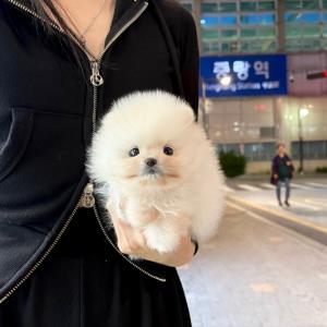 [50만] 눈을 뗼 수 없는 화이트포메라니안분양 보내요~