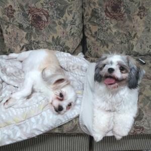 충남에서 시츄를 잃어버렸습니다.