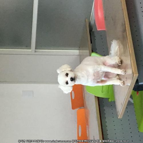 흰색 강아지 보호자를 찾습니다.