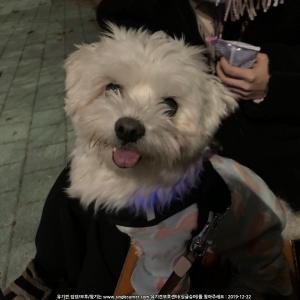 말티즈 찾아요 보셨다면 제발 연락 부탁드립니다