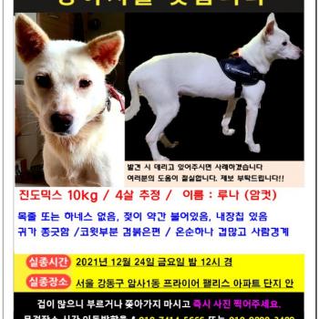 흰색 진도믹스(백구) 10kg - 서울 강동구에서 실종된 강아지 찾아요 (송파구/광진구도 봐주셔요)
