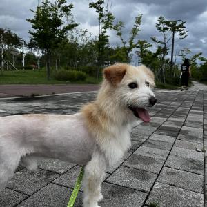 미사 스카이폴리스 뒤 산책로 강아지를 찾습니다