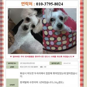 화성 마도삼거리 흰색수컷 찾아요